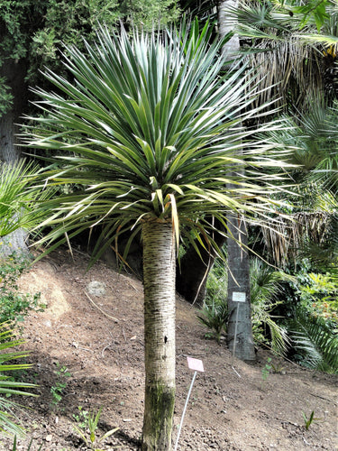 10 DRAGON TREE Dracaena Draco Canary Island Drago Blood Asparagus Yucca Evergreen Succulent Houseplant Orange Berry White Flower Seeds